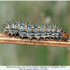 melitaea interrupta daghestan larva7a